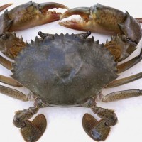 Ketam